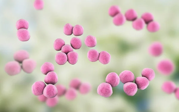 Veillonella Bacteriën Gram Negatieve Anaërobe Cocci Deel Van Darm Orale — Stockfoto