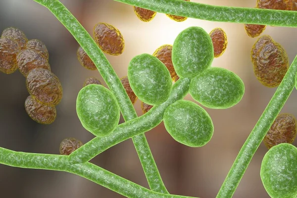 Illustration Fungi Trichophyton Rubrum Which Cause Tinea Athlete Foot Ringworm — Stock Photo, Image