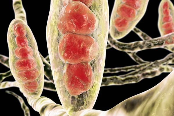 Hongo Trichophyton Mentagrophytes Cuerpos Multicelulares Macroconidios Estructuras Filamentosas Hifas Ilustración —  Fotos de Stock