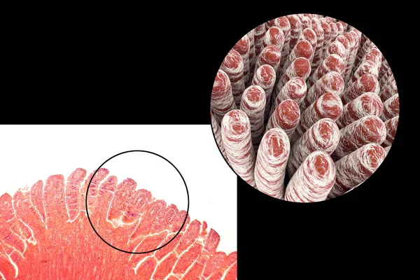 小肠维里 光镜和3D图解 — 图库照片