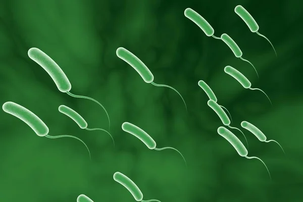 Vibrio Cholerae Bacterium Иллюстрация Бактерии Вызывающие Холеру — стоковое фото