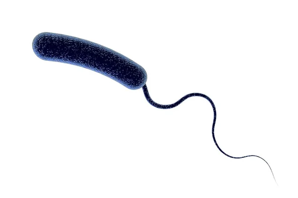 Vibrio Cholerae Bacterie Illustratie Bacterium Dat Cholera Veroorzaakt — Stockfoto