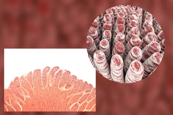 Villi Jelita Cienkiego Mikrograf Światła Ilustracji — Zdjęcie stockowe