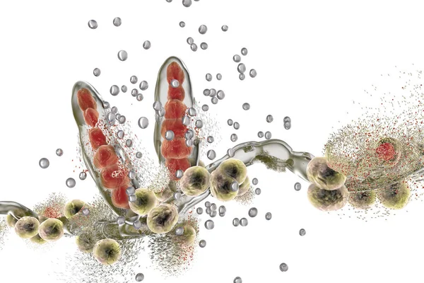 银质纳米粒子破坏了Trichophyton真菌 而银质纳米粒子是造成运动员脚尖和头皮线虫头皮线虫资本化的一种真菌 3D插图 抗真菌治疗的概念 — 图库照片
