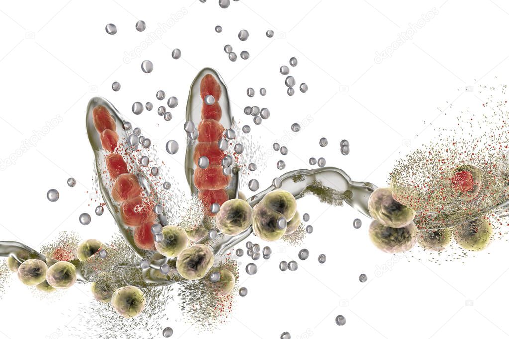 Destruction of fungus Trichophyton by silver nanoparticles, a fungus which causes athlete's foot Tinea pedis and scalp ringworm Tinea capitus. 3D illustration. Concept for antifungal treatment