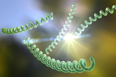 Renkli arka planda Treponema pallidum, frengiye neden olan bakteri, cinsel yolla bulaşan bakteri, yakın görüş. 3B illüstrasyon