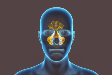 Anatomy of paranasal sinuses. 3D illustration showing male with highlighted paranasal sinuses, frontal, maxillary, ethmoid, and sphenoid clipart