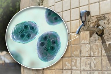 İçme suyu konsepti, Giardia intestinalis protozoan kistlerini gösteren 3 boyutlu illüstrasyon, giardiyasın ve ishalin nedeni, içme suyunu kirletme
