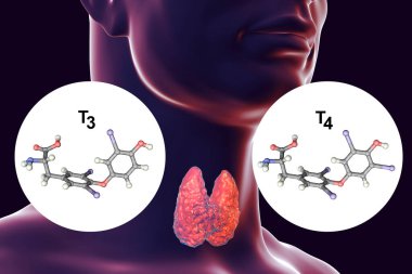 T3 ve T4 tiroid hormonu molekülleri. Triyodotilor ve tiroksin, 3 boyutlu illüstrasyon
