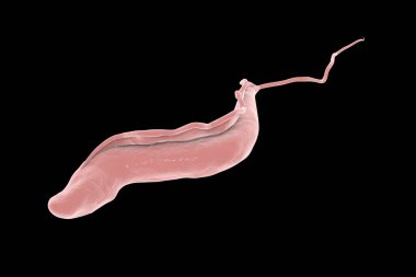 Uyku hastalığı parazitleri, 3 boyutlu çizimler. Tse-tse sineğiyle bulaşan ve Afrika 'da uyku hastalığına neden olan trypanosoma parazitleri.