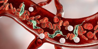 Kandaki trypanosoma cruzi parazitleri, 3 boyutlu illüstrasyon. Chagas hastalığına neden olan bir protozoan. Triatomin böceğinin ısırığıyla insanlara bulaşıyor.