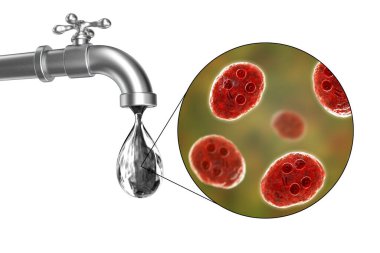 İçme suyu konsepti, Giardia intestinalis protozoan kistlerini gösteren 3 boyutlu illüstrasyon, giardiyasın ve ishalin nedeni, içme suyunu kirletme
