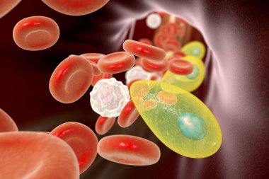 Toxoplasma gondii parasites in blood, the causative agent of toxoplasmosis disease, 3D illustration clipart