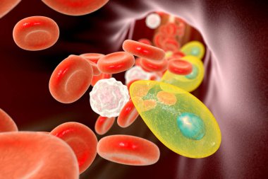 Toxoplasma gondii parasites in blood, the causative agent of toxoplasmosis disease, 3D illustration clipart