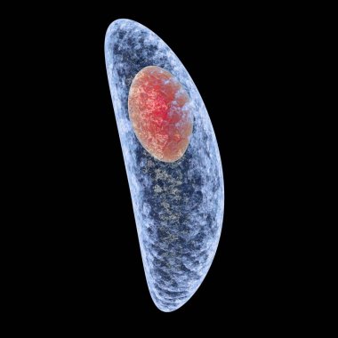 Toxoplasma gondii isolated on black background. Protozoan which is transmitted from cats and other animals and causes toxoplasmosis especially dangerous for pregnant women. 3D illustration clipart