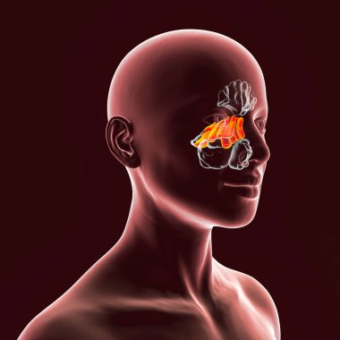 Anatomy of paranasal sinuses. 3D illustration showing female with highlighted ethmoid sinuses, also known as ethmoid air cells clipart