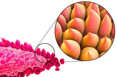 Tongue papillae, light micrograph and 3D illustration. Close-up view clipart