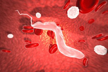 Uyku hastalığı parazitleri, 3 boyutlu çizimler. Tse-tse sineğiyle bulaşan ve Afrika 'da uyku hastalığına neden olan trypanosoma parazitleri.