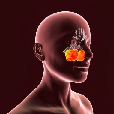 Parazal sinüslerin anatomisi. 3D çizimler üst çene sinüsleri vurgulanmış bir kadını gösteriyor, ayrıca Highmore antrumu olarak da bilinir.