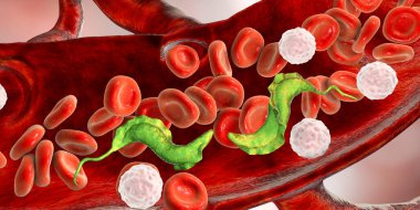 Kandaki trypanosoma cruzi parazitleri, 3 boyutlu illüstrasyon. Chagas hastalığına neden olan bir protozoan. Triatomin böceğinin ısırığıyla insanlara bulaşıyor.