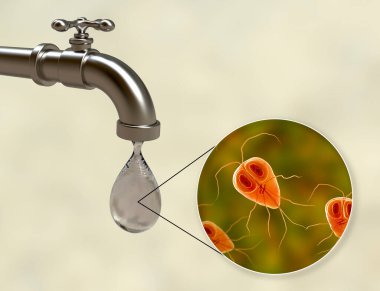 İçme suyu konsepti, Giardia 'nın bağırsak protozoanını gösteren 3 boyutlu illüstrasyon, gikardiyasın ve ishalin nedeni, içme suyunu kirletme