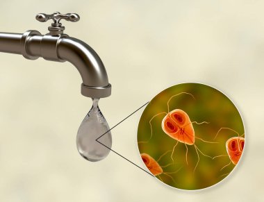 Safety of drinking water concept, 3D illustration showing Giardia intestinalis protozoan, the causative agent of giardiasis and diarrhea, contaminating drinking water clipart