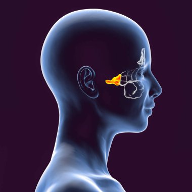 Parazal sinüslerin anatomisi. 3 boyutlu illüstrasyon, boyalı sfenoid sinüslü bir kadın gösteriyor.