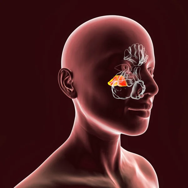 Anatomy Paranasal Sinuses Illustration Showing Female Highlighted Sphenoid Sinuses — Stock Photo, Image