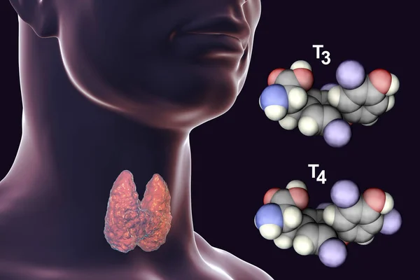 Molécules Hormones Thyroïdiennes Triiodothyronine Thyroxine Illustration — Photo