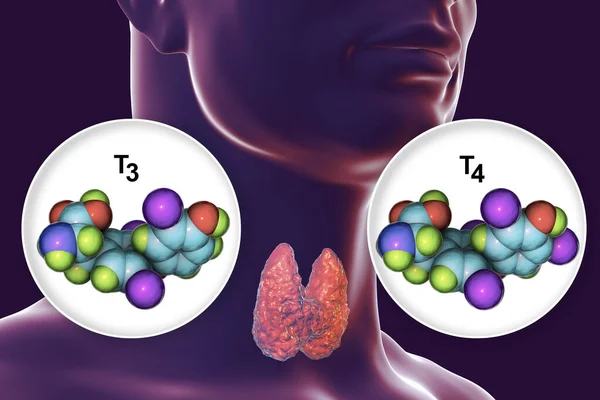 Pajzsmirigy Hormonok Molekulái Trijód Tiroxin Tiroxin Illusztráció — Stock Fotó