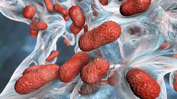 Багаторезистентні Бактерії Біоплівка Бактерій Acinetobacter Baumannyi Поширений Збудник Інфекцій Приймаються — стокове фото