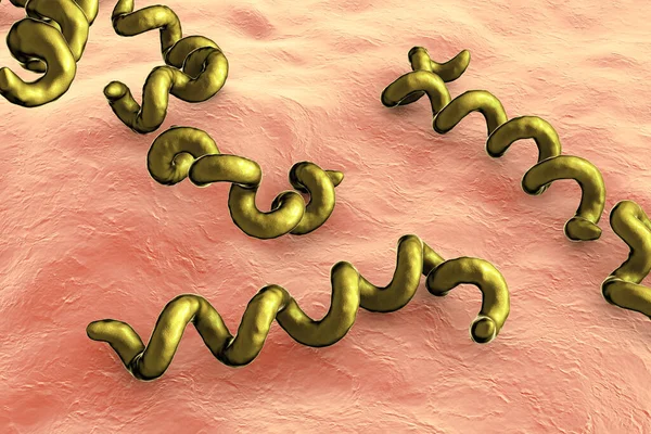Treponema Pallidum Surface Peau Humaine Bactérie Responsable Syphilis Bactérie Sexuellement — Photo