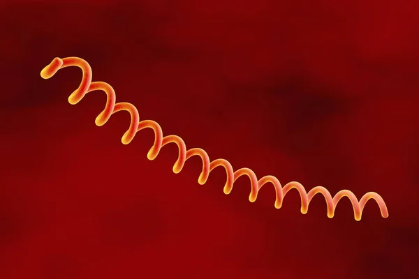 Treponema Pallidum Красочном Фоне Бактерия Вызывающая Сифилис Передающиеся Половым Путем — стоковое фото
