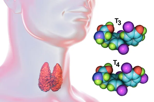Молекулы Тиреоидных Гормонов Трийодотиронин Тироксин Иллюстрация — стоковое фото