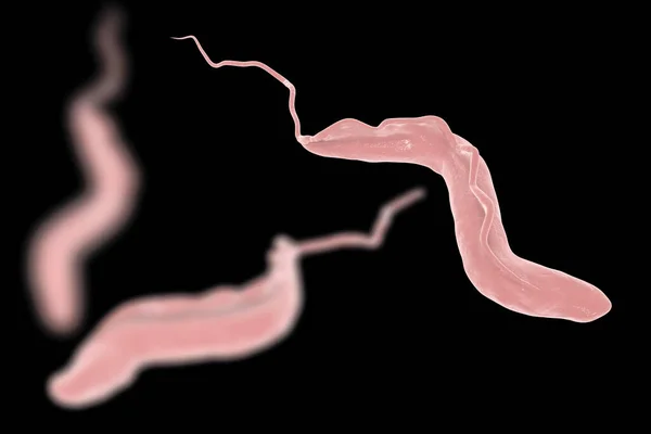 Trypanosoma Brucei Que Transmitido Por Mosca Tse Tse Causa Doença — Fotografia de Stock