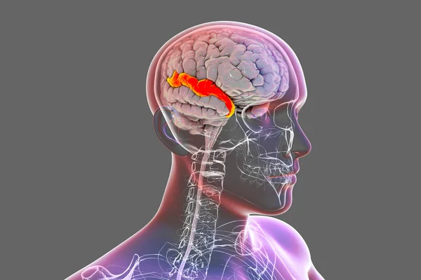 Ludzki Mózg Ciele Podkreślonym Nadrzędnym Wirem Temporalnym Ilustracja Znajduje Się — Zdjęcie stockowe