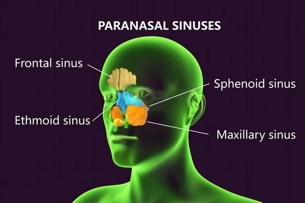 Anatomy Paranasal Sinuses Illustration Showing Male Highlighted Paranasal Sinuses Frontal — Stock Photo, Image