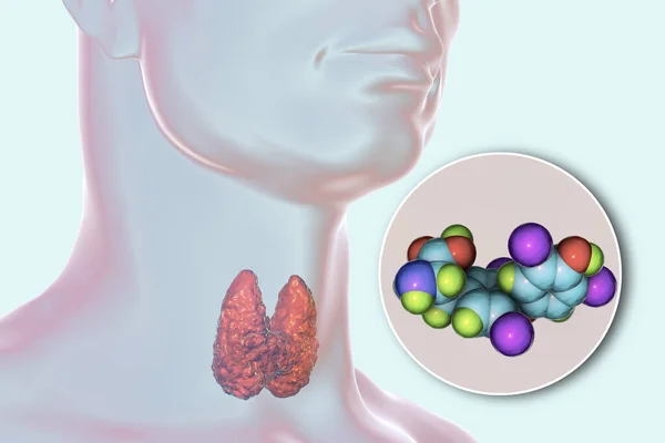 Molecule Thyroxine Hormone Produced Thyroid Gland Illustration — Stock Photo, Image