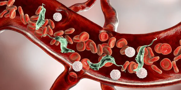 血中的锥虫瘤甲壳虫 3D说明 一种原生动物 通过被三原子虫叮咬而导致南美锥虫病传染给人类 — 图库照片