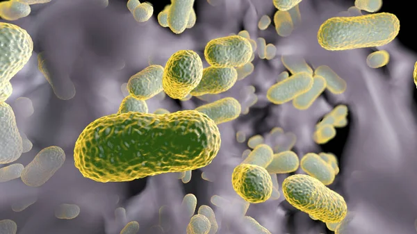 Multidrug Resistant Bacteria Biofilm Bacteria Acinetobacter Baumannii Common Causative Agent — Stock Photo, Image