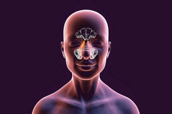 Anatomy Paranasal Sinuses Illustration Showing Female Highlighted Ethmoid Sinuses Also — Stock Photo, Image
