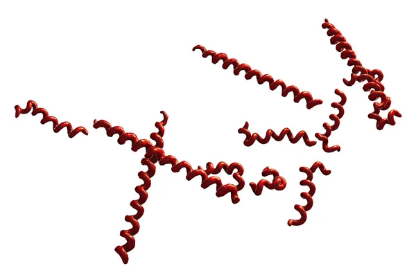 Βακτήρια Σύφιλης Treponema Pallidum Απομονώνονται Λευκό Φόντο Εικονογράφηση — Φωτογραφία Αρχείου