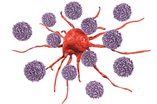 T-lymphocytes attacking cancer cell, 3D illustration with clipping path. Anticancer immunity and treatment concept
