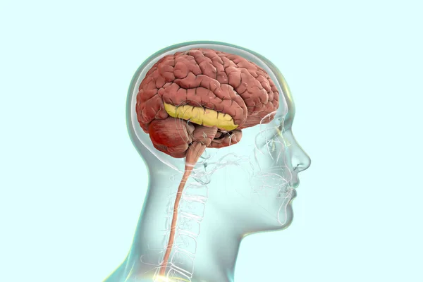 Human brain in body with highlighted inferior temporal gyrus, 3D illustration. It is located in the temporal lobe, is involved in visual processing, recognition of objects, faces, places, and colors