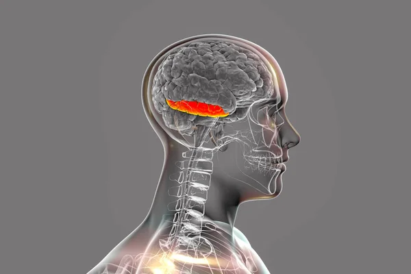 Cerebro Humano Cuerpo Con Giro Temporal Inferior Resaltado Ilustración Encuentra — Foto de Stock