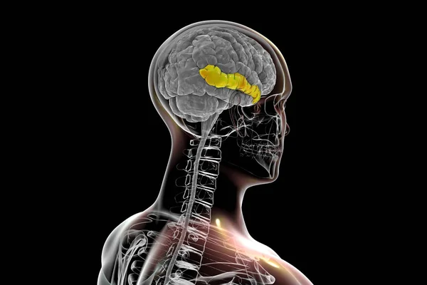 Human brain in body with highlighted middle temporal gyrus, 3D illustration. It is located in the temporal lobe, is involved in recognition of known faces, accessing word meaning while reading