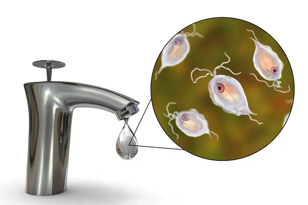 Concepto Seguridad Del Agua Potable Ilustración Que Muestra Protozoo Pentatrichomonas — Foto de Stock