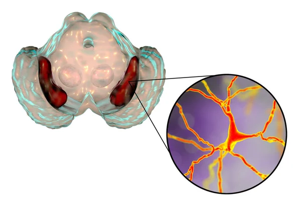 中脑及其多巴胺能神经元的黑色物质 3D说明 黑色物质调节运动和奖赏 它的变性是帕金森病发展的关键环节 — 图库照片
