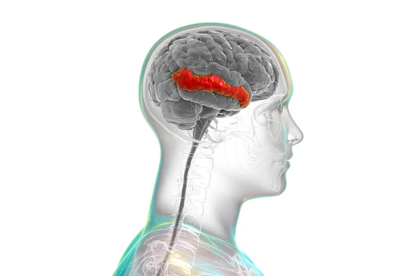 体内の人間の脳は 強調表示された中間時間性ジュラ 3Dイラスト それは側頭葉に位置し 既知の顔の認識に関与し 読み取り中に単語の意味にアクセスします — ストック写真