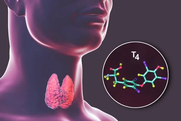 Molécula Tiroxina Uma Hormona Produzida Pela Glândula Tiroide Ilustração — Fotografia de Stock